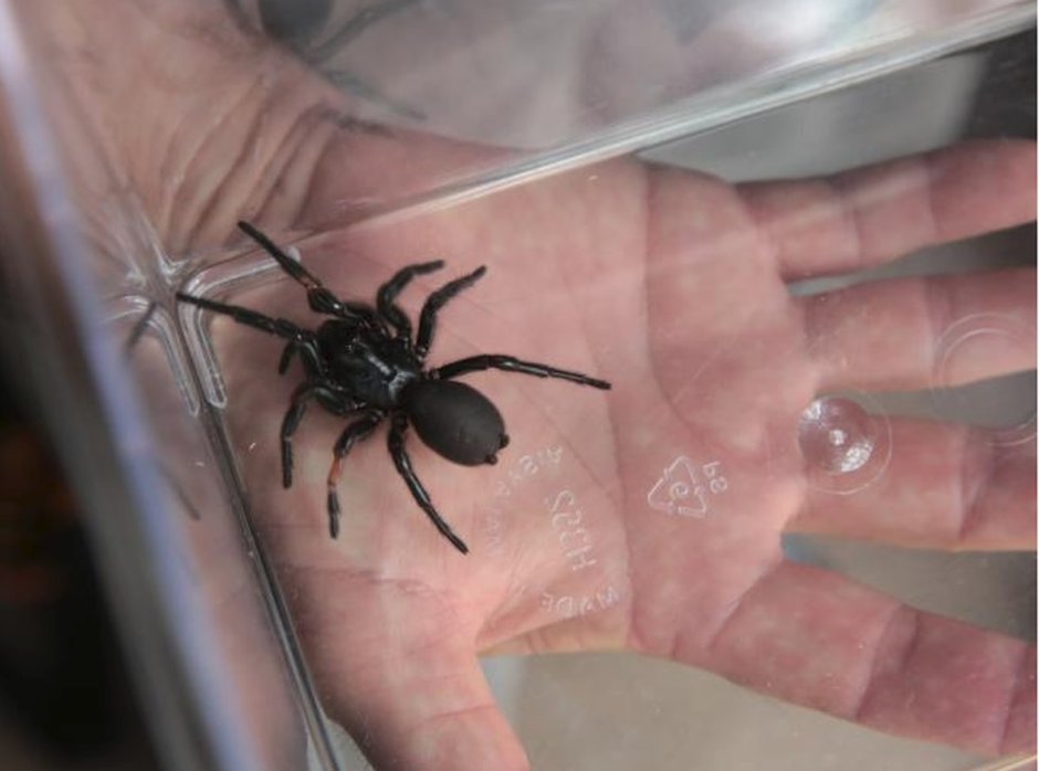 Funnel web Spider