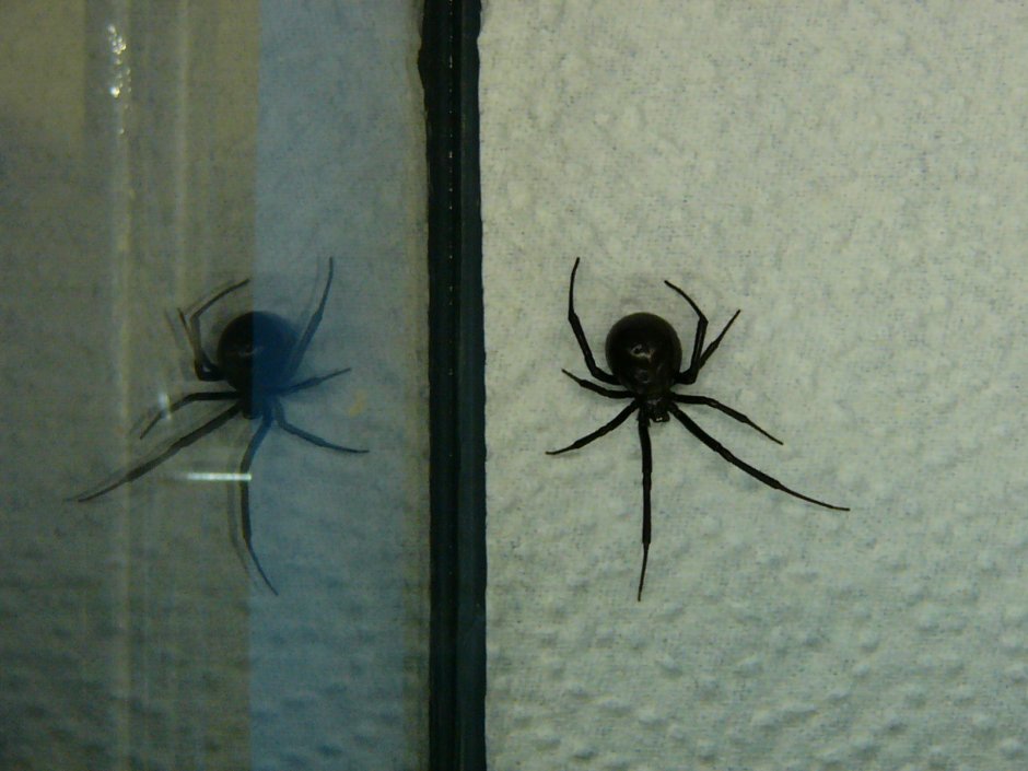 Паук черная вдова маленький