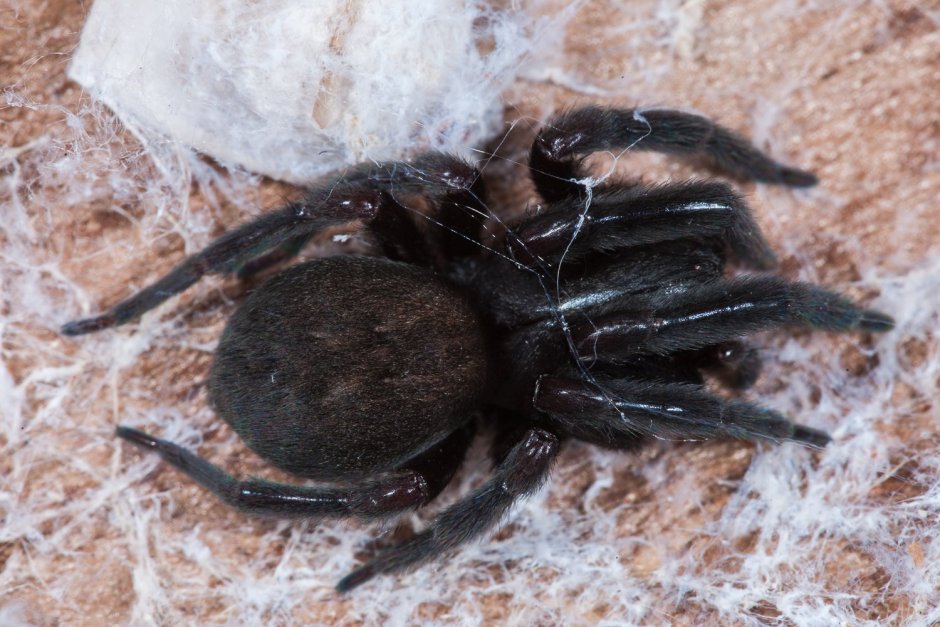 Большой черный паук