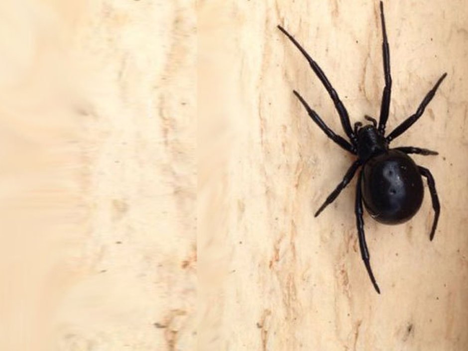 Паук черная вдова в Подмосковье