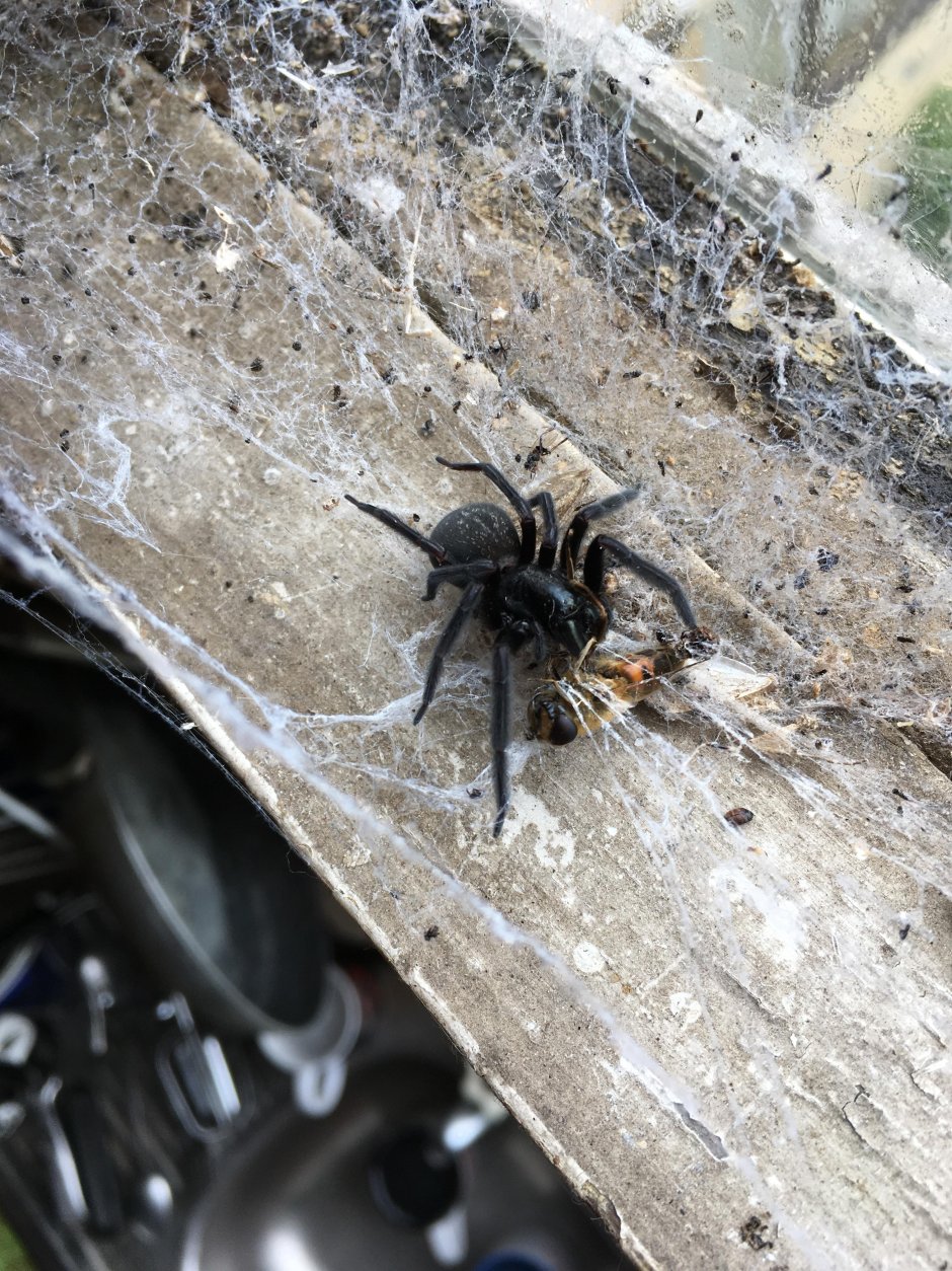 Черный подвальный паук