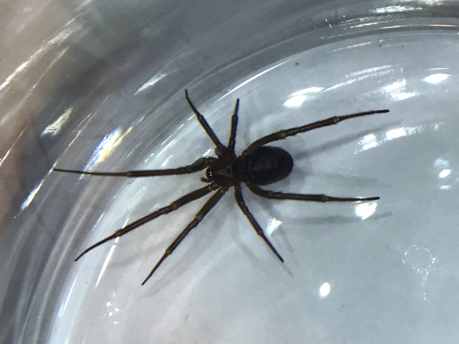 Стеатода крупная - Steatoda grossa.