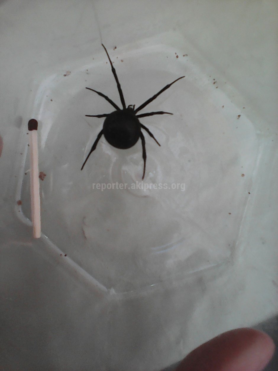 Домашний Каракурт паук