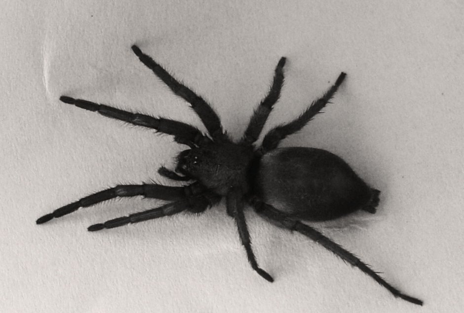 Большой черный паук