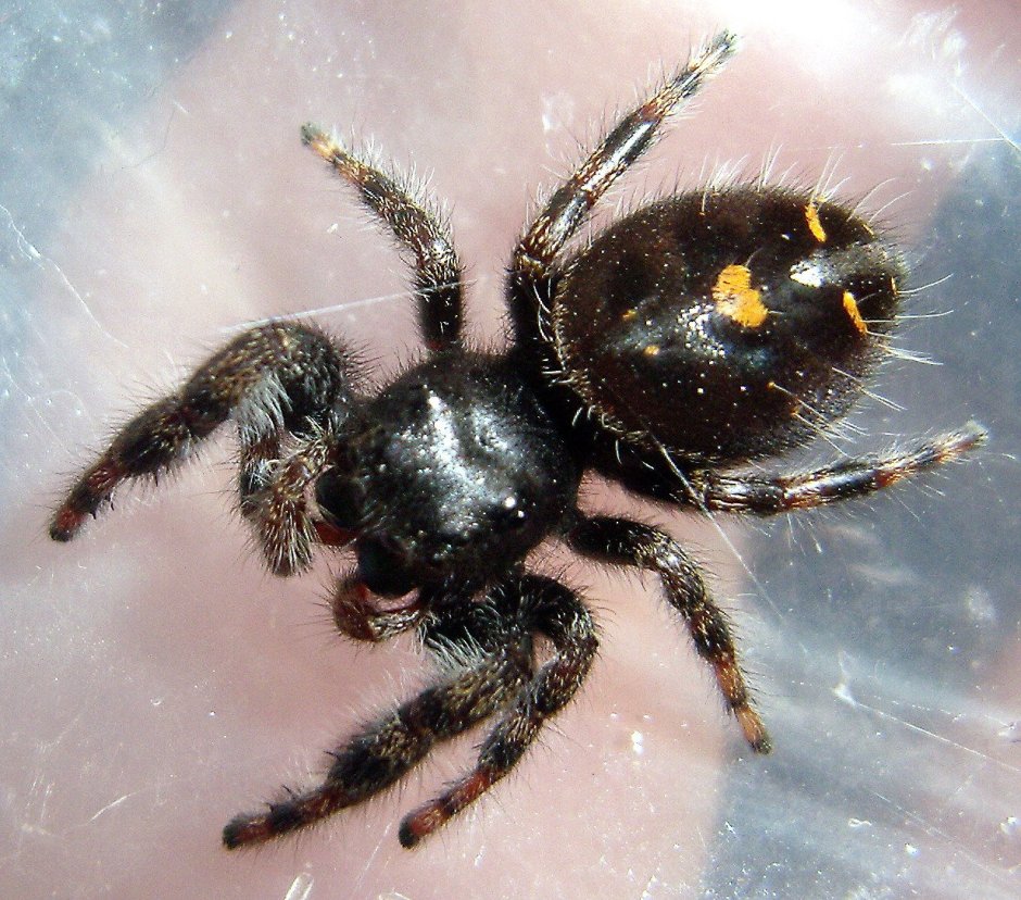 Паук с черными глазами
