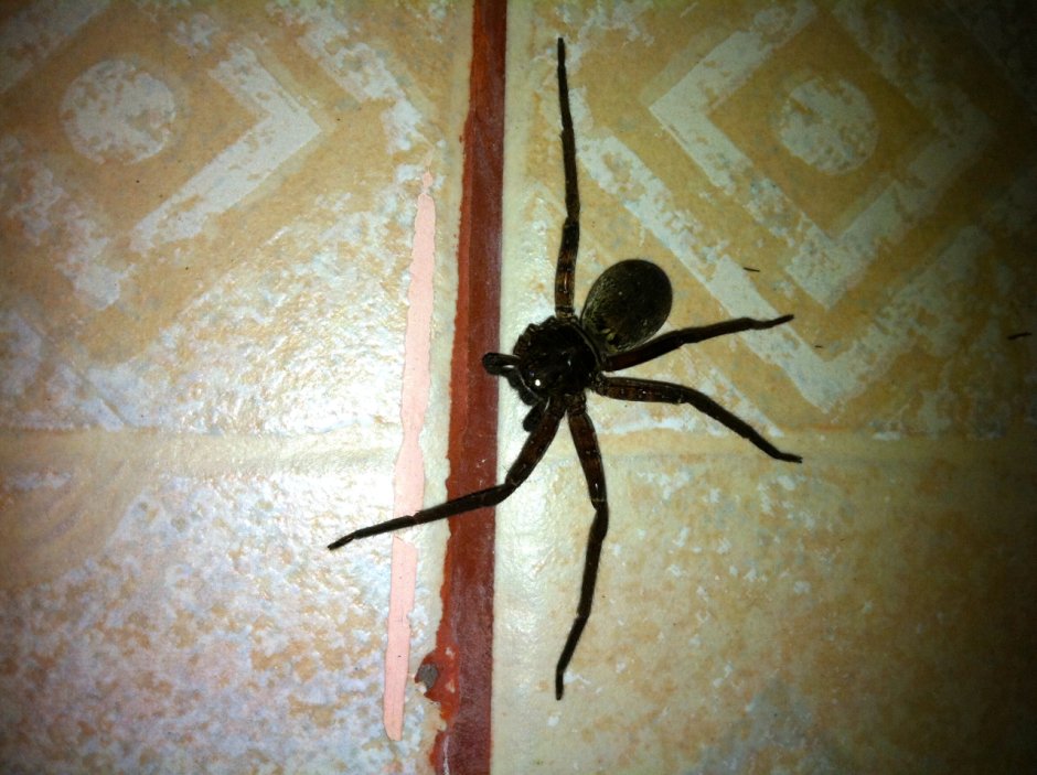 Черные домашние пауки
