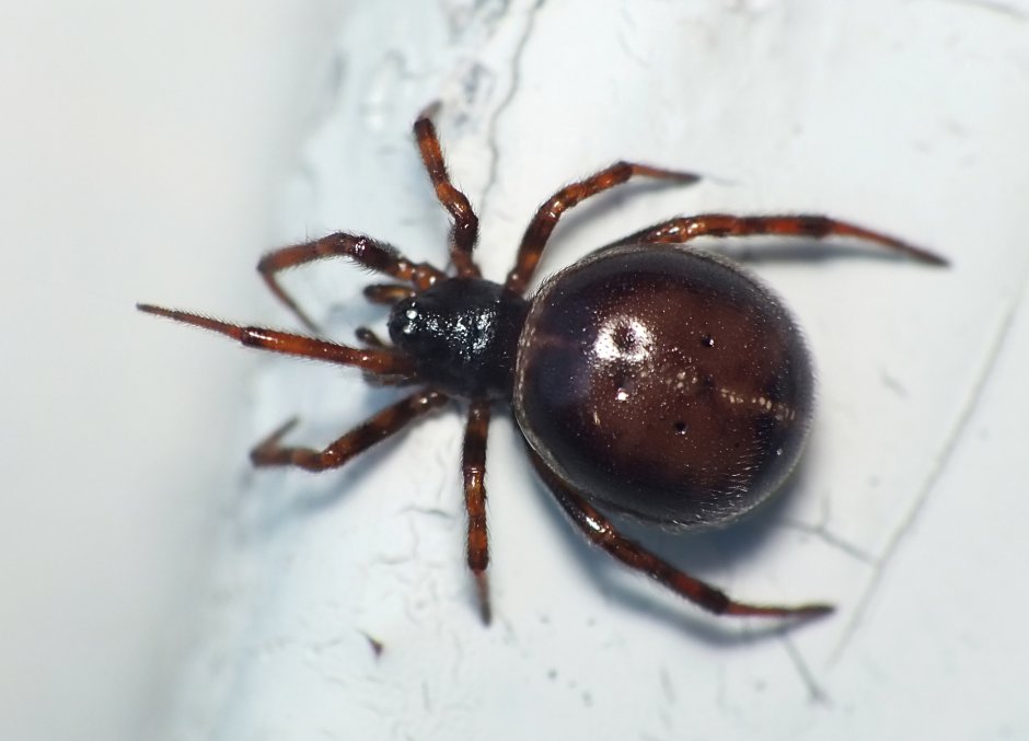 Домовый паук стеатода