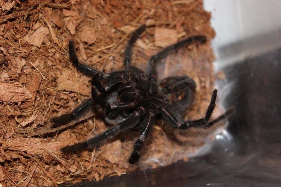 Коротко о пауках