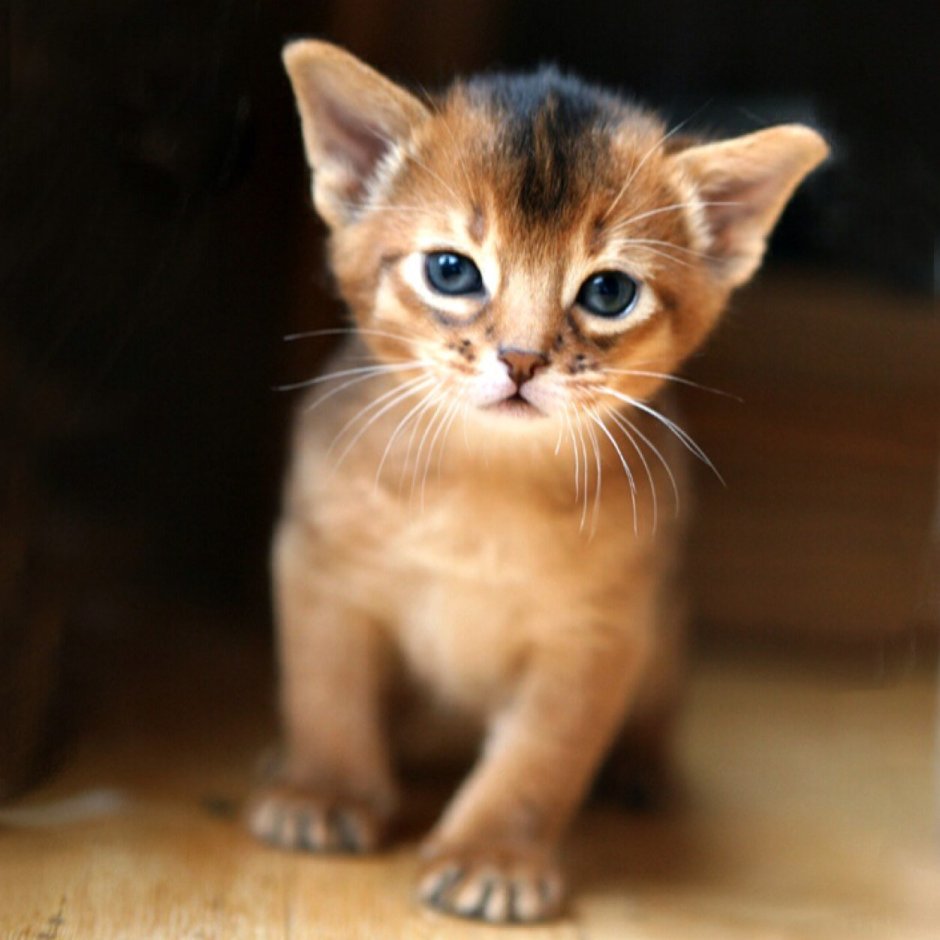 Абиссинская кошка котёнок