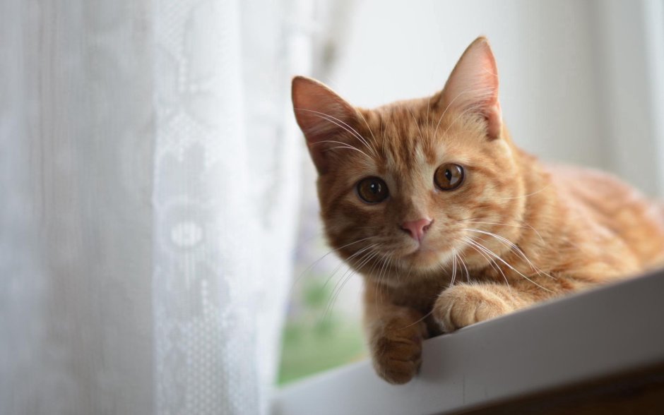 Рыжий котёнок