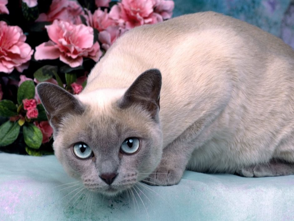 Тонкинская кошка (тонкинез)
