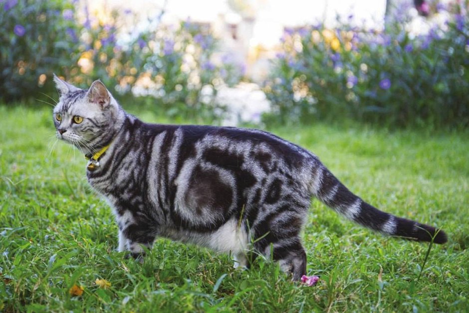 Американский Курцхаар кошка