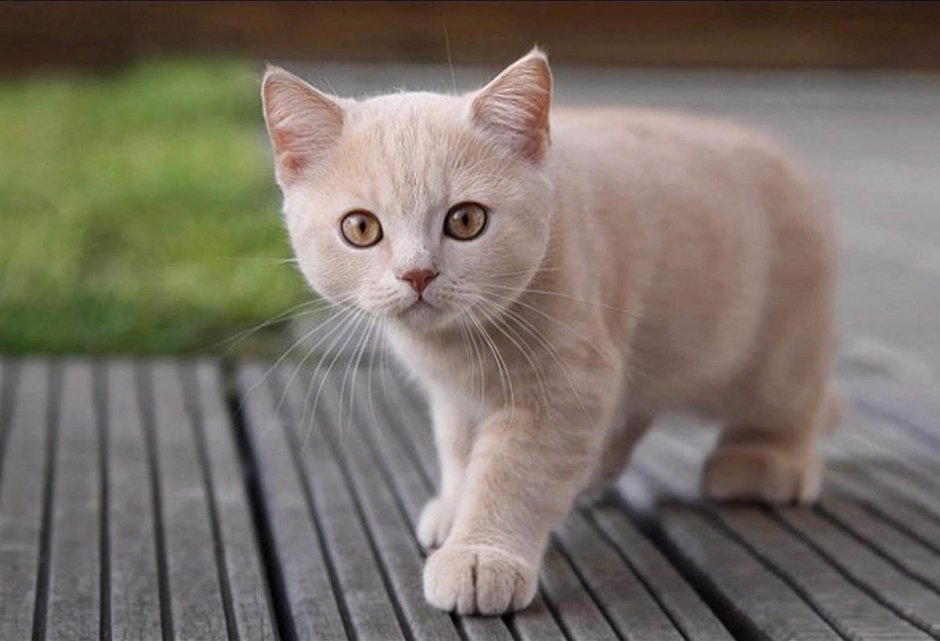 Светлая кошка