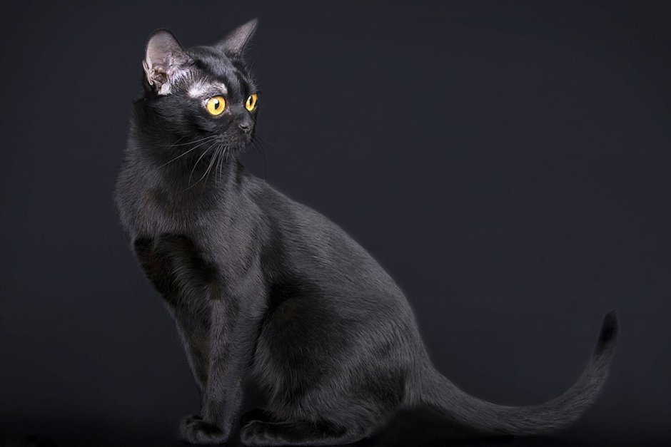 Бомбейская кошка
