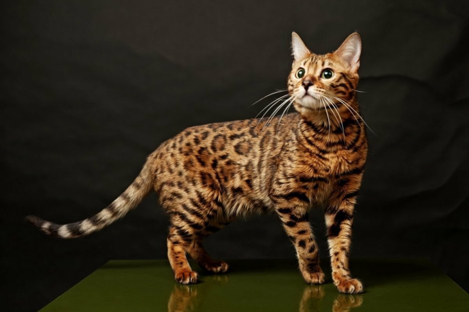 Бенгальская леопардовая кошка