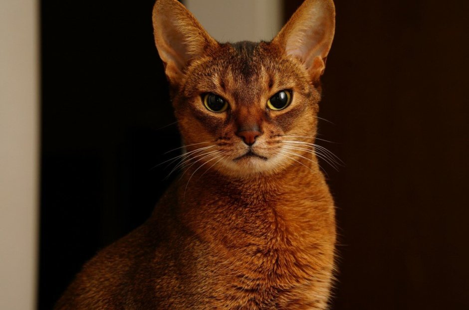 Абиссинская кошка