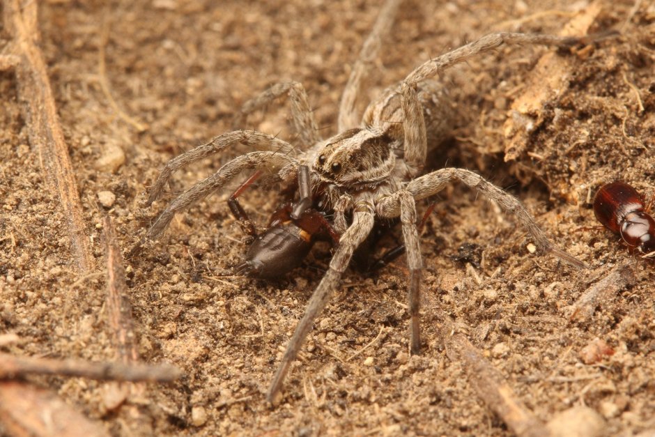 Домовый паук Tegenaria domestica