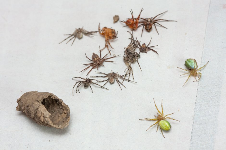 Pardosa amentata