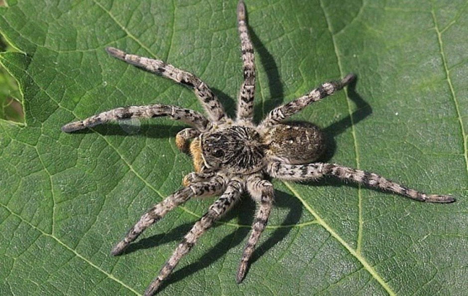 Cerbalus aravaensis
