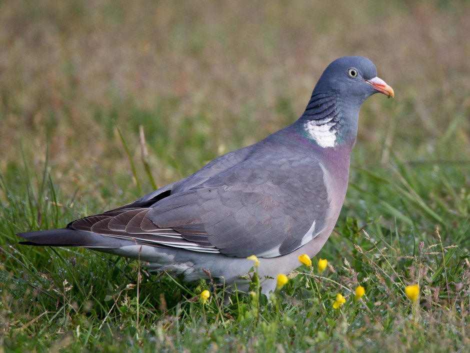 Вяхирь (Columba palumbus)