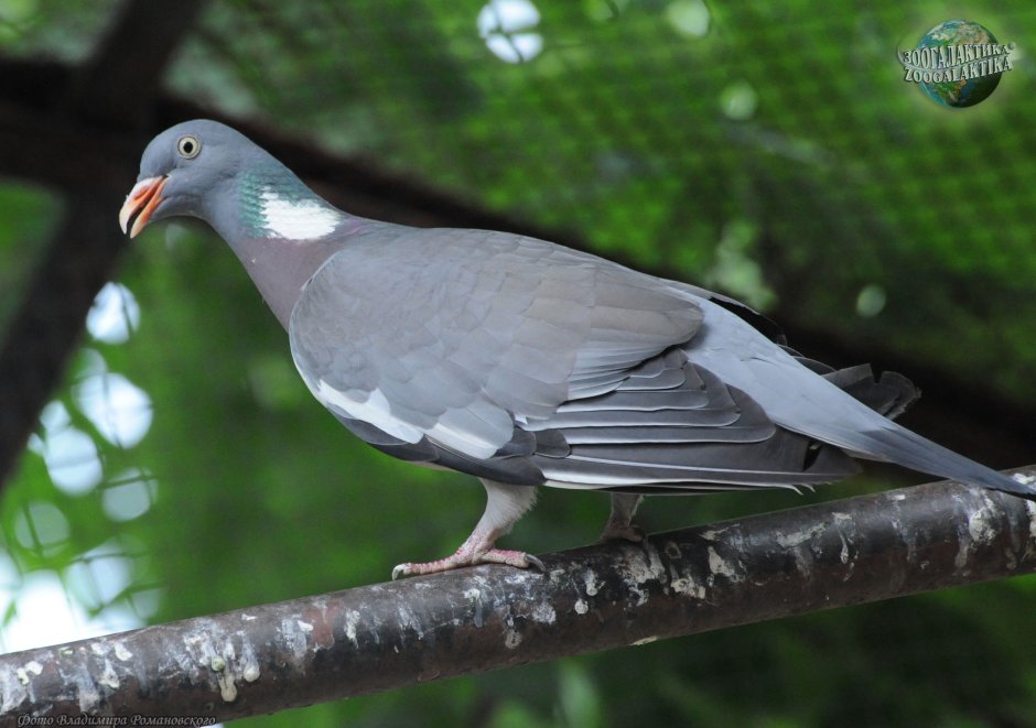 Голубь Columba palumbus