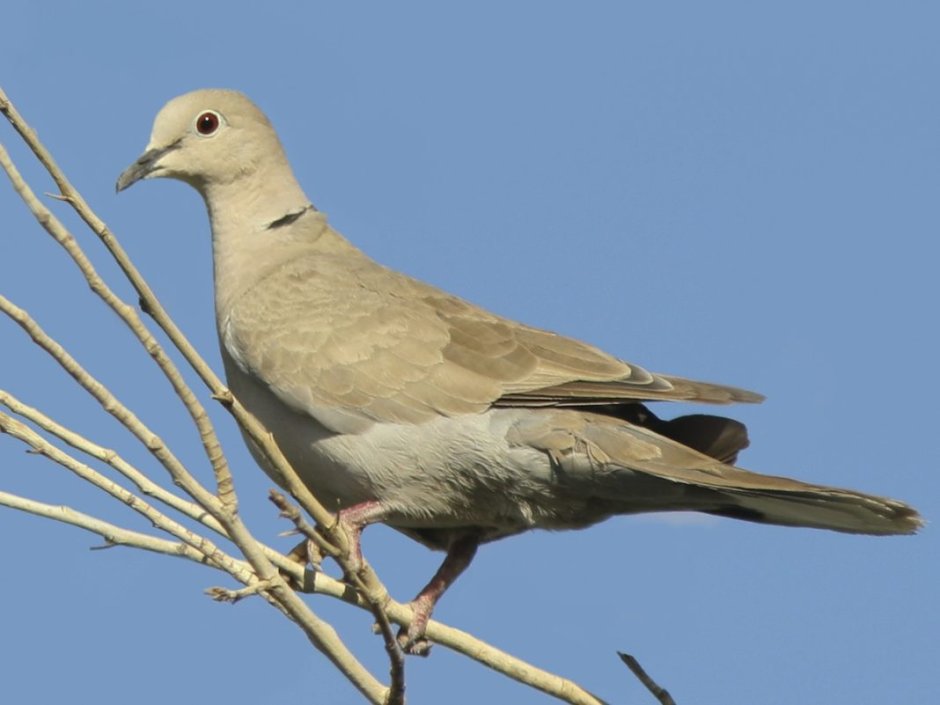Francois Merlin le Pigeon Maltais