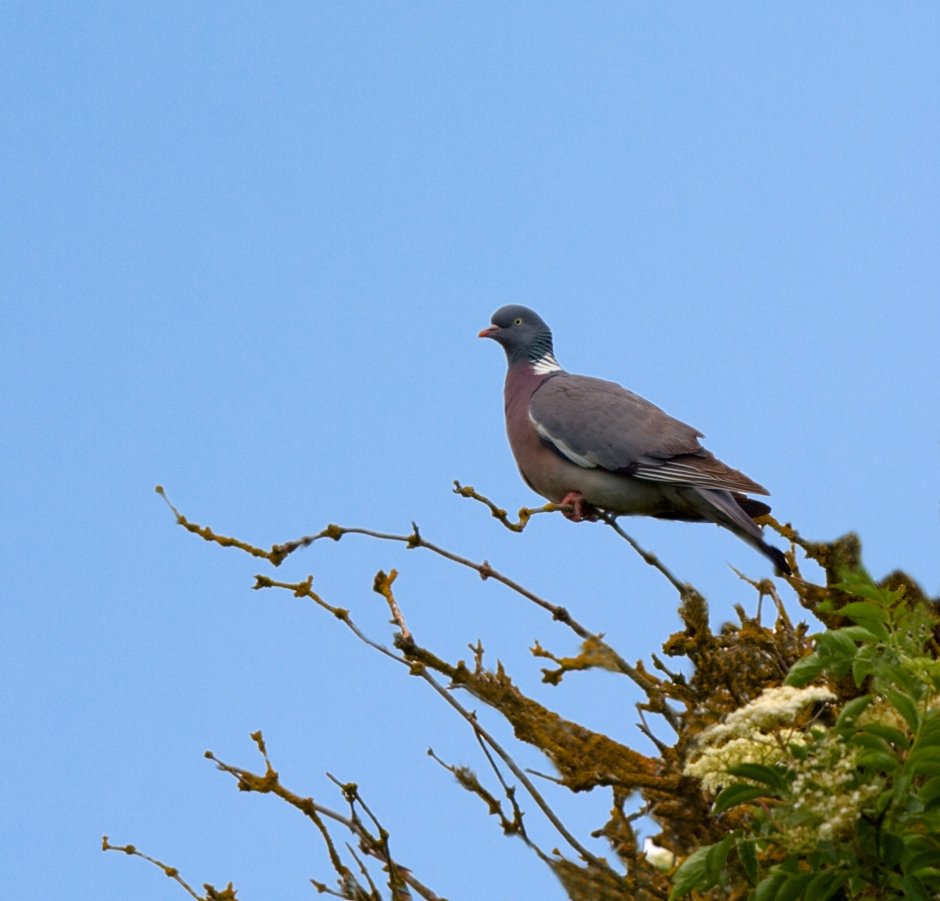 Effect Birds