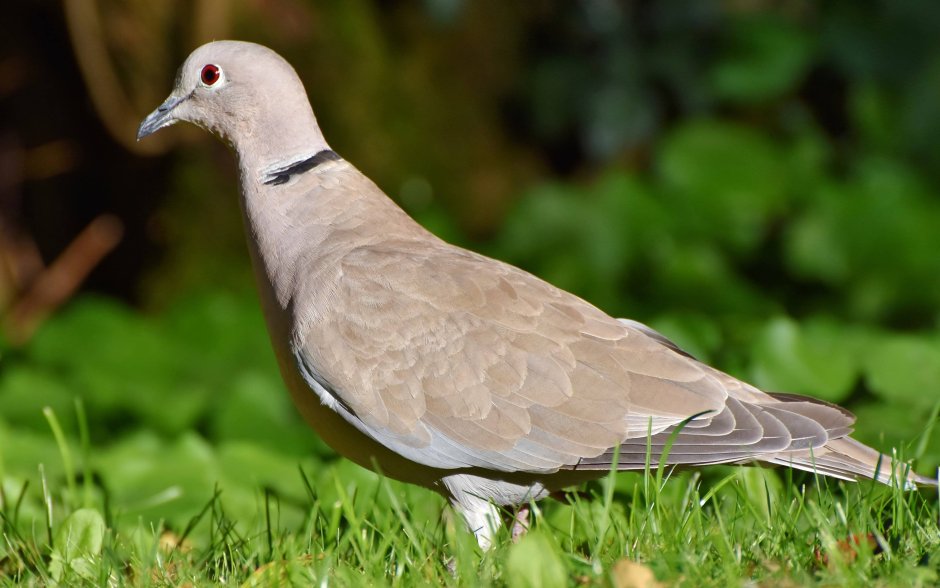 Ringneck dove
