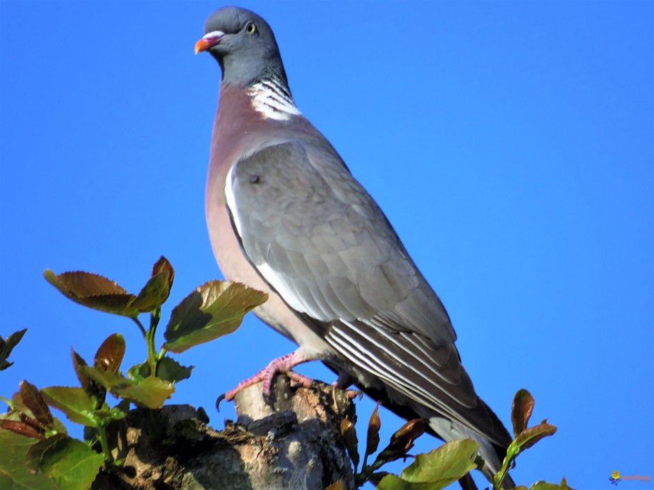 Пурпурный голубь / Columba punicea