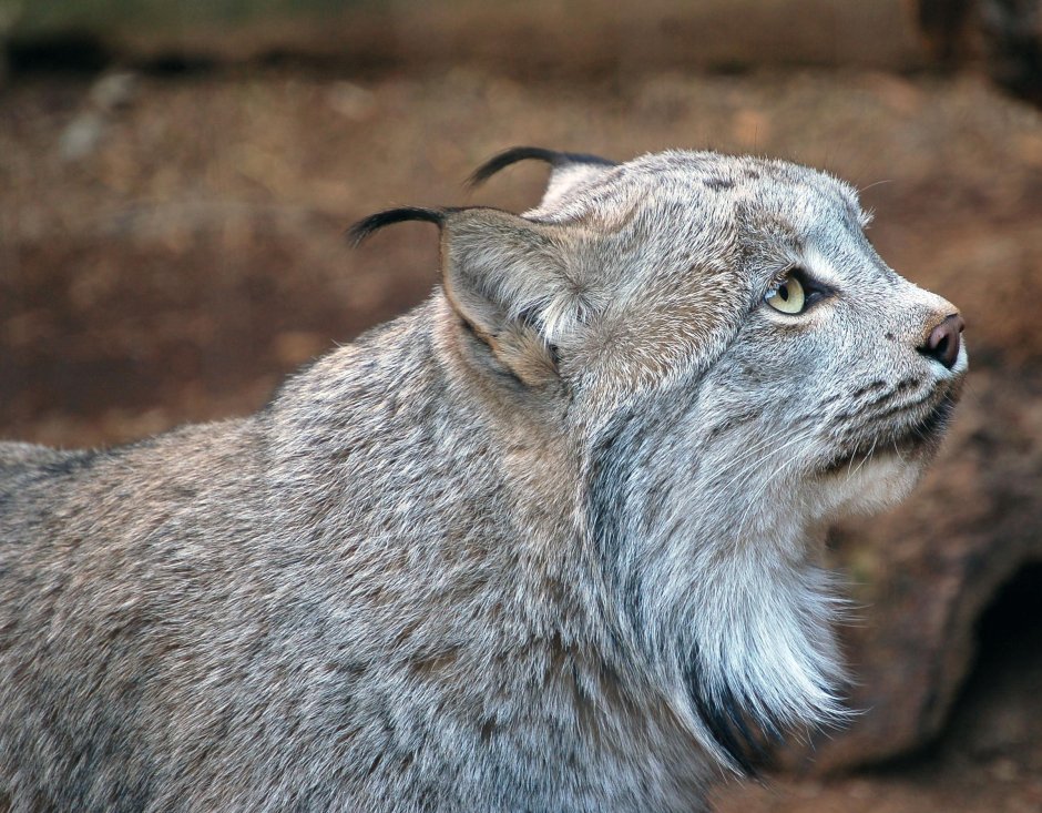 Lynx canadensis