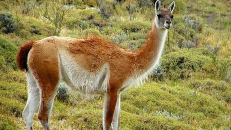 Гуанако в Южной Америке