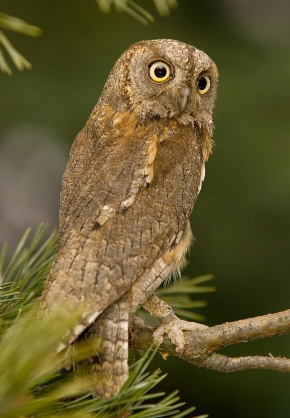Сплюшка - Otus SCOPS (Linnaeus, 1758)