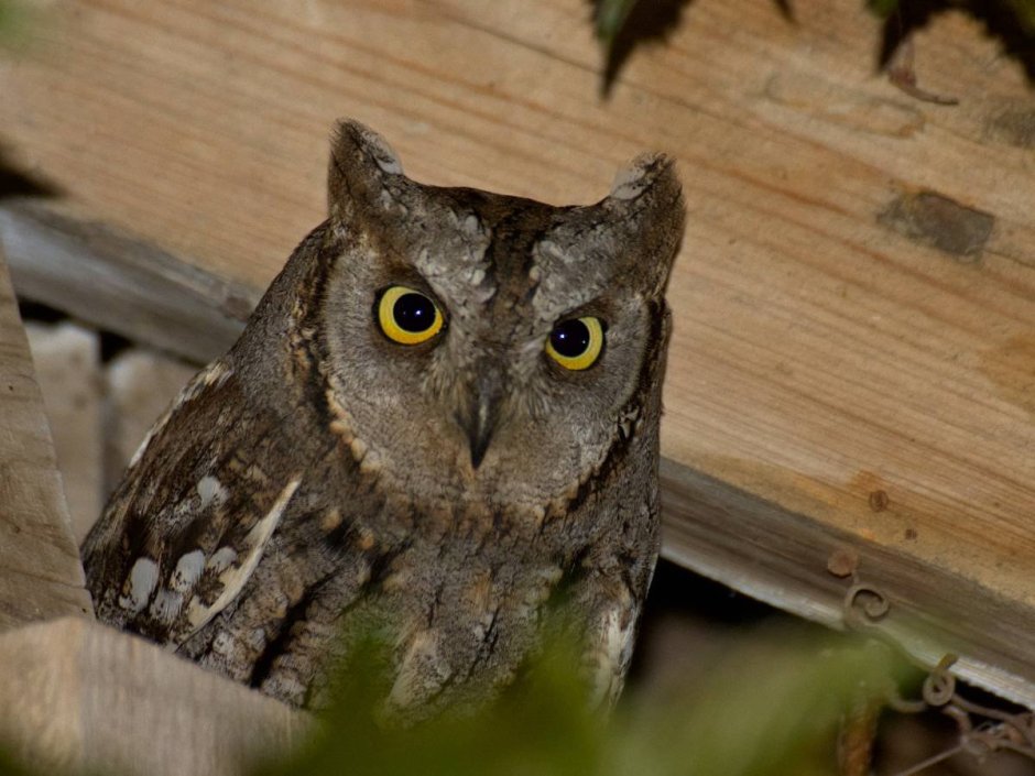 Сплюшка - Otus SCOPS (Linnaeus, 1758)