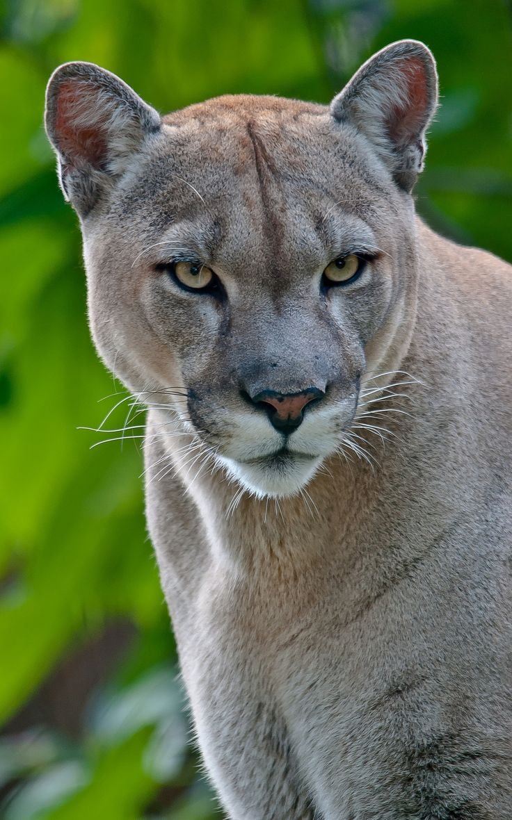 Пума дымчатая