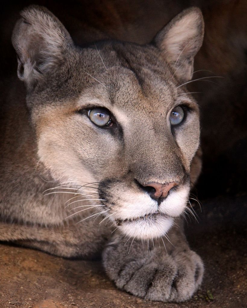 Розовая Пума животное