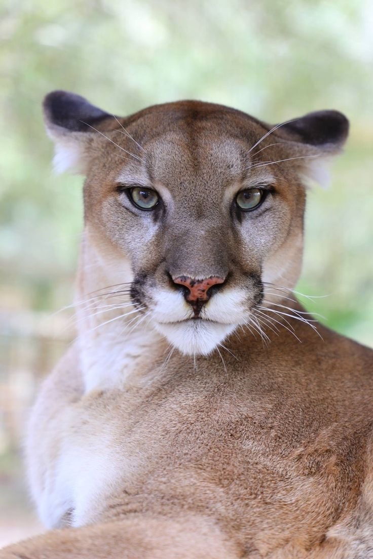 Пума (животное)