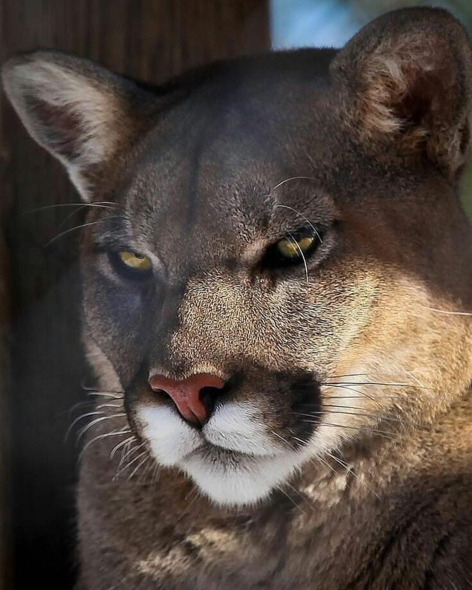 Калифорнийская Пума