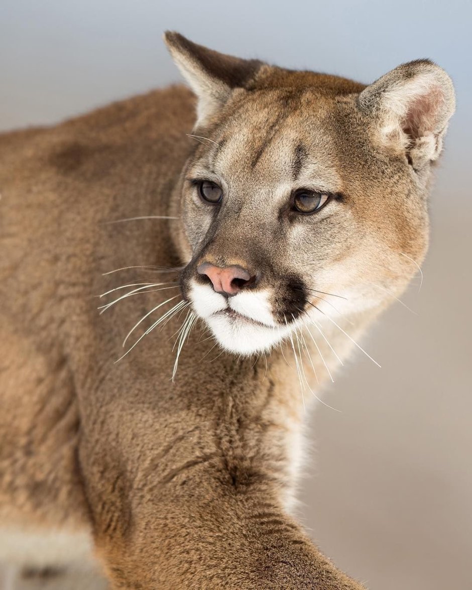 Саблезубый Кугуар