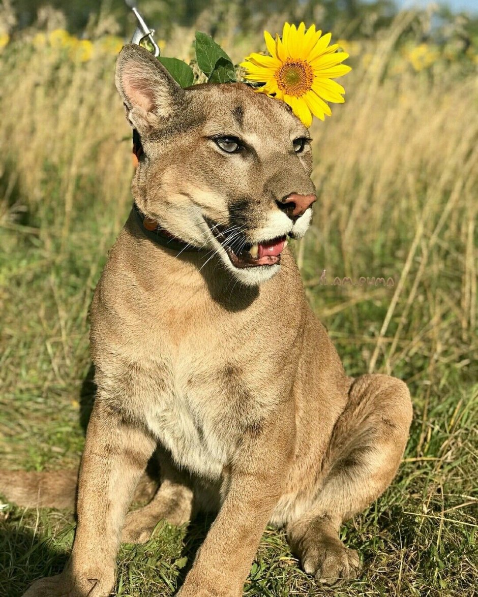 Пума Месси маленький