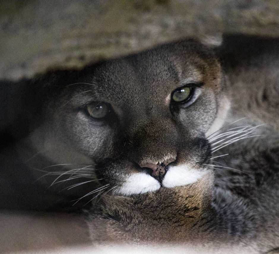 Калифорнийская Пума