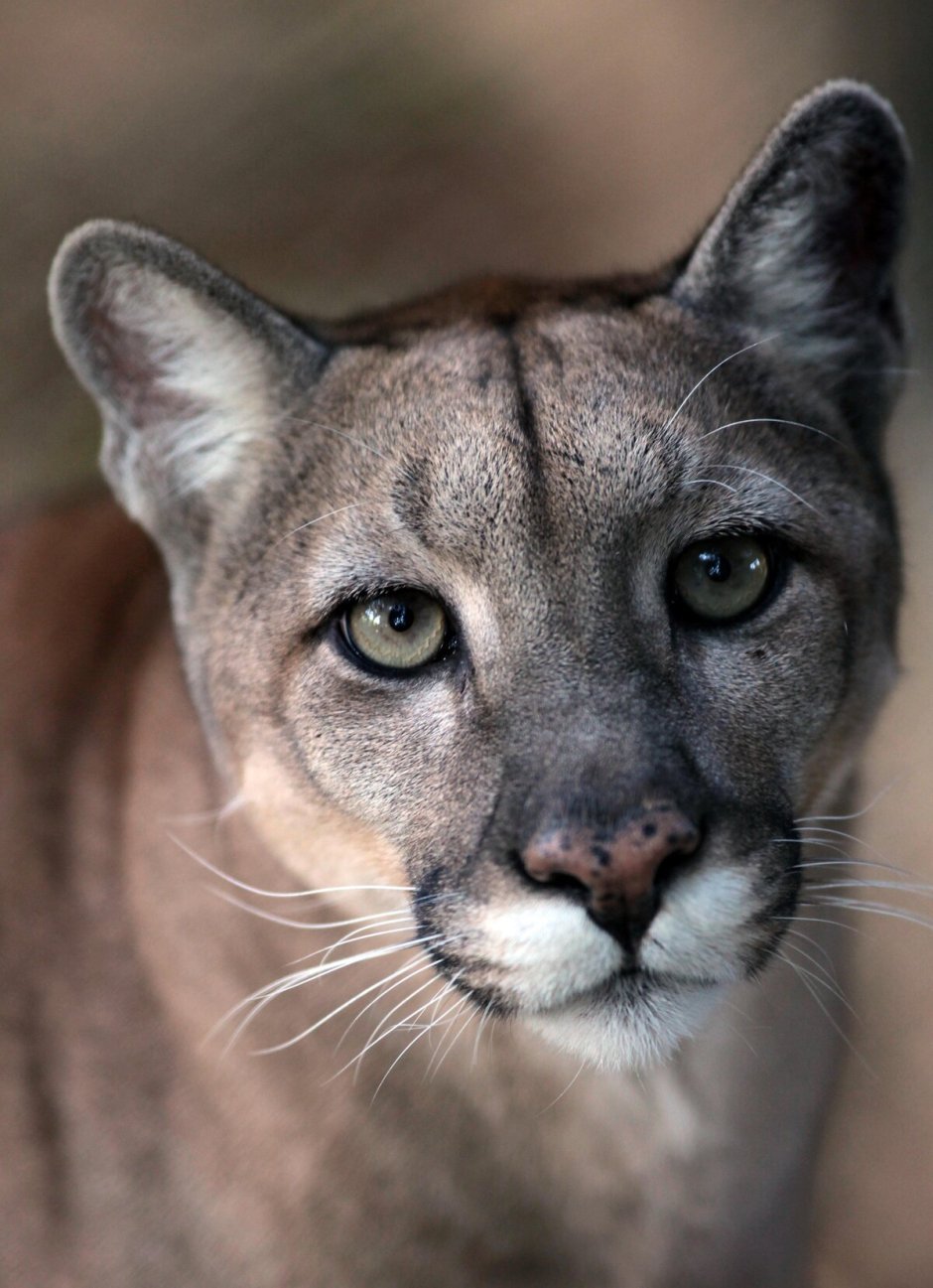 Флоридская Пума