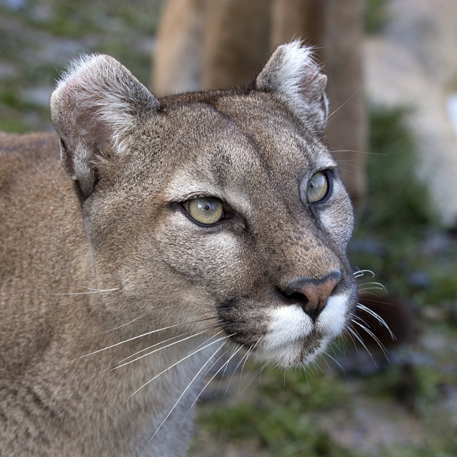 Каракал, Пума, пантера