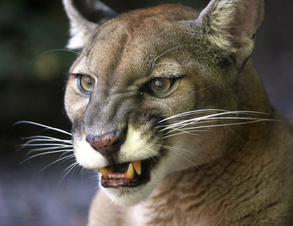 Саблезубый Кугуар