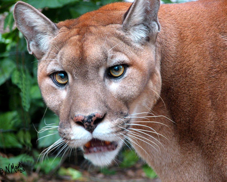 Флоридская Пума