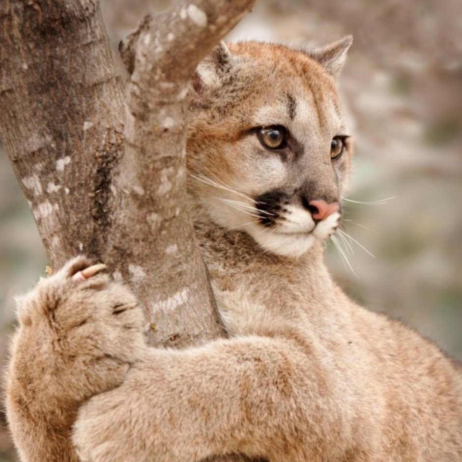 Ул животное