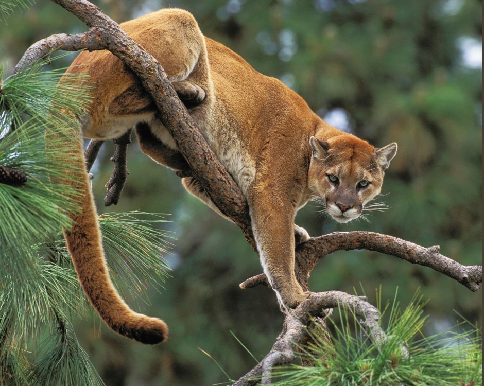 Роль Пумы в природе