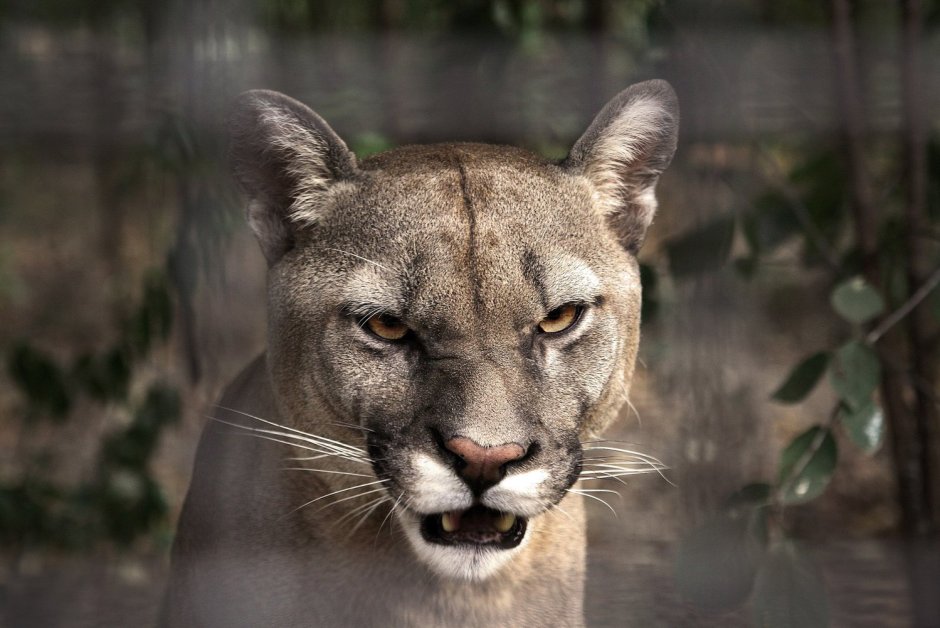 Саблезубый Кугуар