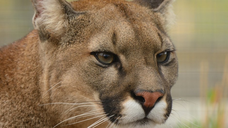 Пума хищник