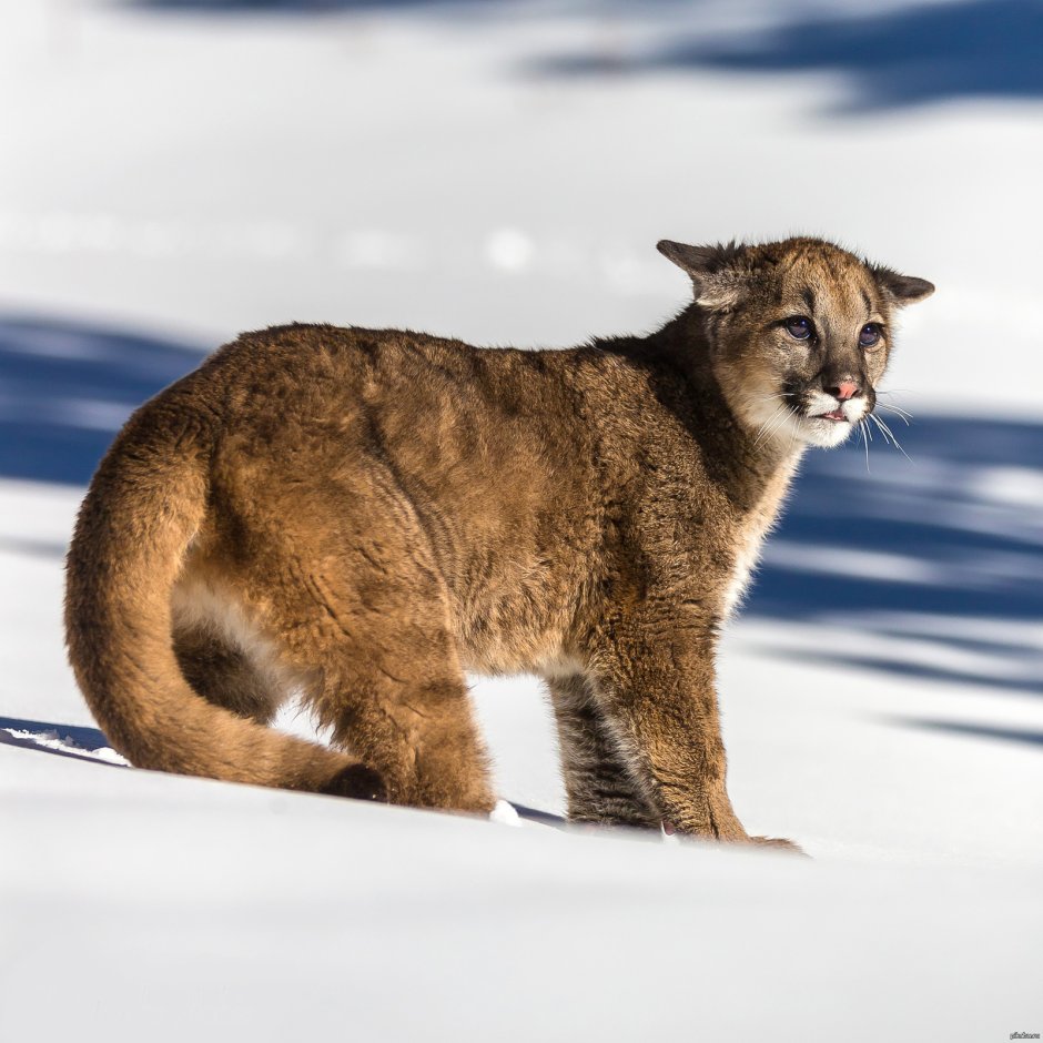 Пума зимой