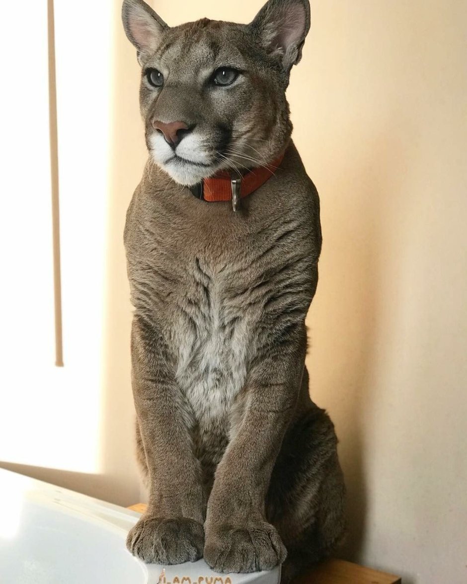 Кот Месси Пума